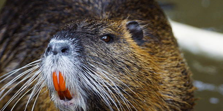 You know the ‘invasive’ coypu that was spotted on the Royal Canal? It wasn’t a coypu