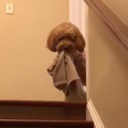 This dog won’t go to bed without a toy or blanket and the video is too darn CUTE