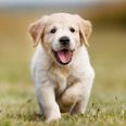 Want a puppy? The Irish Guide Dogs are looking for puppy raisers