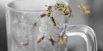 This simple trick will stop flies and wasps from coming into your house