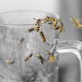 This simple trick will stop flies and wasps from coming into your house