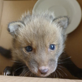 Baby fox rescued after getting stuck in wall hopefully reunited with mother