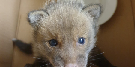 Baby fox rescued after getting stuck in wall hopefully reunited with mother