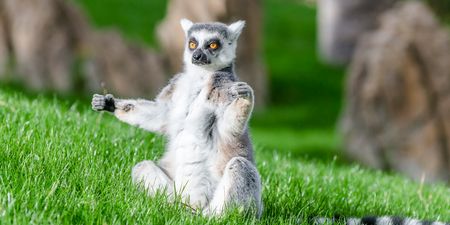 This hotel is offering yoga classes with lemurs and it looks ADORABLE