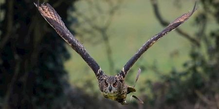 An eagle owl capable of eating a fully grown deer has gone missing in Kildare
