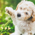 The search is on to find Ireland’s Puppy Of The Year and it’s all so cute