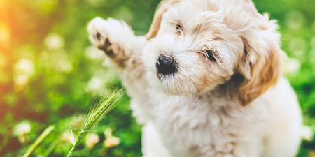 The search is on to find Ireland’s Puppy Of The Year and it’s all so cute