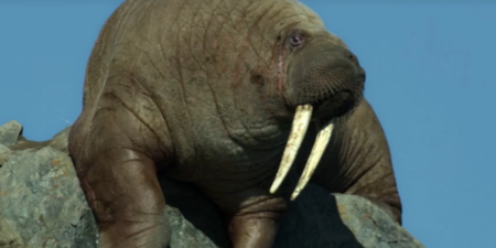 Netflix defend ‘graphic’ walrus scene in new David Attenborough documentary