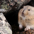 An ode to the lemming: the adorable rodent you do want running around your house