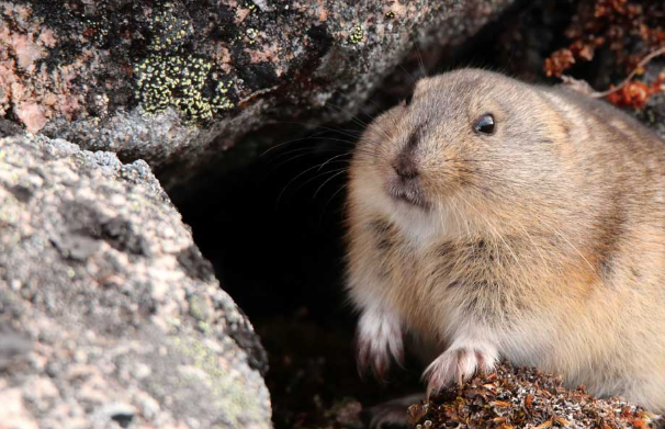 An ode to the lemming: the adorable rodent you do want running