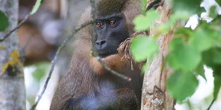 Cork’s Fota Wildlife Park has announced the arrival of two Drill monkeys