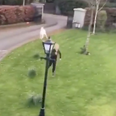 Jogger in Kildare gets chased by a rogue goat and it’s bleating hilarious