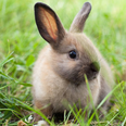 Animal farm appeal for help after 3-week-old bunny stolen