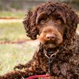 Labradoodle rushed to the vet after eating seven Easter eggs