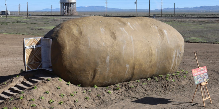 giant potato