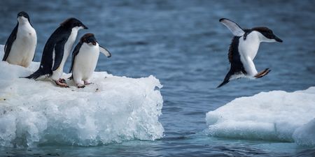 8 things to know about penguins on World Penguin Day