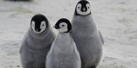 Almost all baby penguins born in second largest Emperor colony have died in the last three years