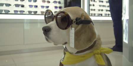 A Scottish airport has hired a permanent team of therapy dogs to help nervous fliers
