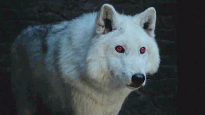 This is what happened to Game of Thrones’ Ghost after the Battle of Winterfell