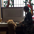 Dog says goodbye to owner at funeral proving he is, indeed, man’s best friend
