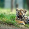 Rare tiger cub accidentally crushed to death by its mother at Dublin Zoo