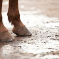 €278k racehorse found starving on Cork farm after weeks of abandonment