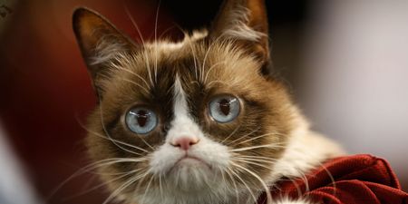 Social media sensation Grumpy Cat has died aged 7