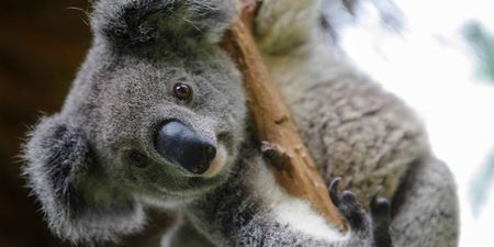 Koala bears declared ‘functionally extinct’ in Australia