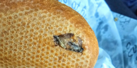 Tourist at Dublin Airport left horrified after finding two dead insects in bread roll