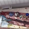 Chef shares troubling footage of all the plastic he found inside a fish