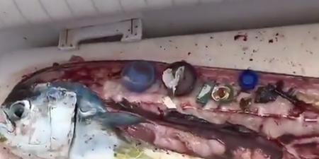 Chef shares troubling footage of all the plastic he found inside a fish