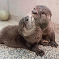 Orphaned otter babies rescued by vet are the happiest, slipperiest lads