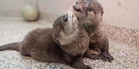 Orphaned otter babies rescued by vet are the happiest, slipperiest lads