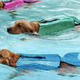 Mermaid life jackets for dogs are a thing so your pooch can stay safe while he swims