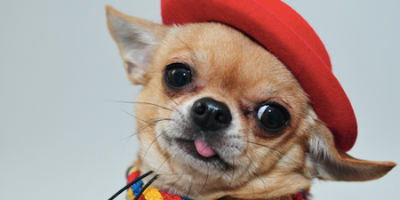 Lads, Penneys will soon sell €8 costumes for your dog and they’re PRECIOUS