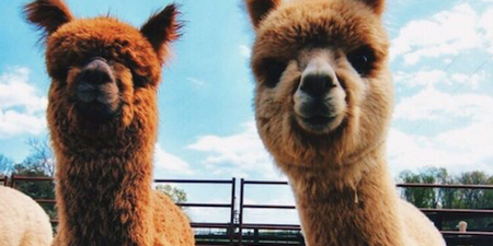 Endless joy! The treehouse Airbnb that comes with a llama and alpaca farm