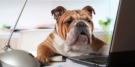 Calls for more workplaces in Ireland to become dog friendly on Bring Your Dog to Work Day