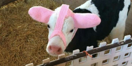 Earmuffs for calves actually exist and I dare you to find something more wholesome