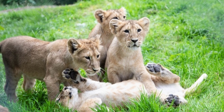 Fota Wildlife announce names of four endangered Asian lion cubs