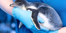 Same-sex penguin couple become mums to an adopted chick