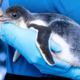Same-sex penguin couple become mums to an adopted chick