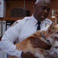 The dog who plays Cheddar on Brooklyn Nine-Nine has passed away