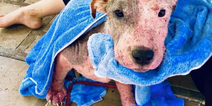 Puppy buried in sand and left to die wags tail for the first time since being rescued