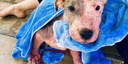 Puppy buried in sand and left to die wags tail for the first time since being rescued