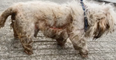 Dog dies after being ‘eaten alive’ by maggots in Dublin housing estate