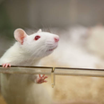 Live animal testing at lowest level in the UK in over a decade
