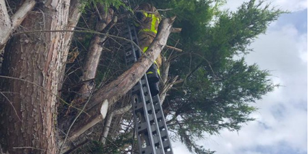 Everyone is howling at this cat’s reaction after a Dublin fireman rescues it from a tree