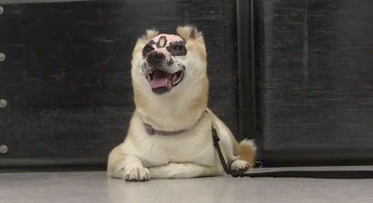 Dog who was injured in house fire becomes therapy animal for burn victims