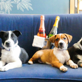 This hotel will deliver puppies and prosecco to your room making it the GREATEST place to stay