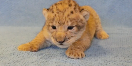 This lion cub was the inspiration for baby Simba in The Lion King